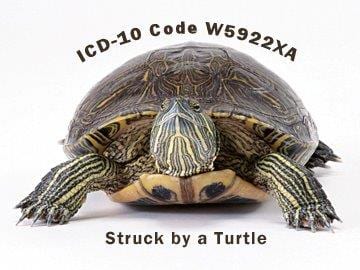 icd 10 turtle