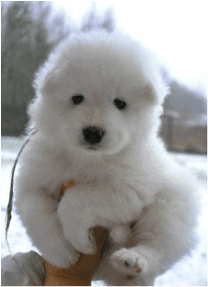 Dog that looks like a polar bear