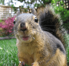 Squirrel Distractions