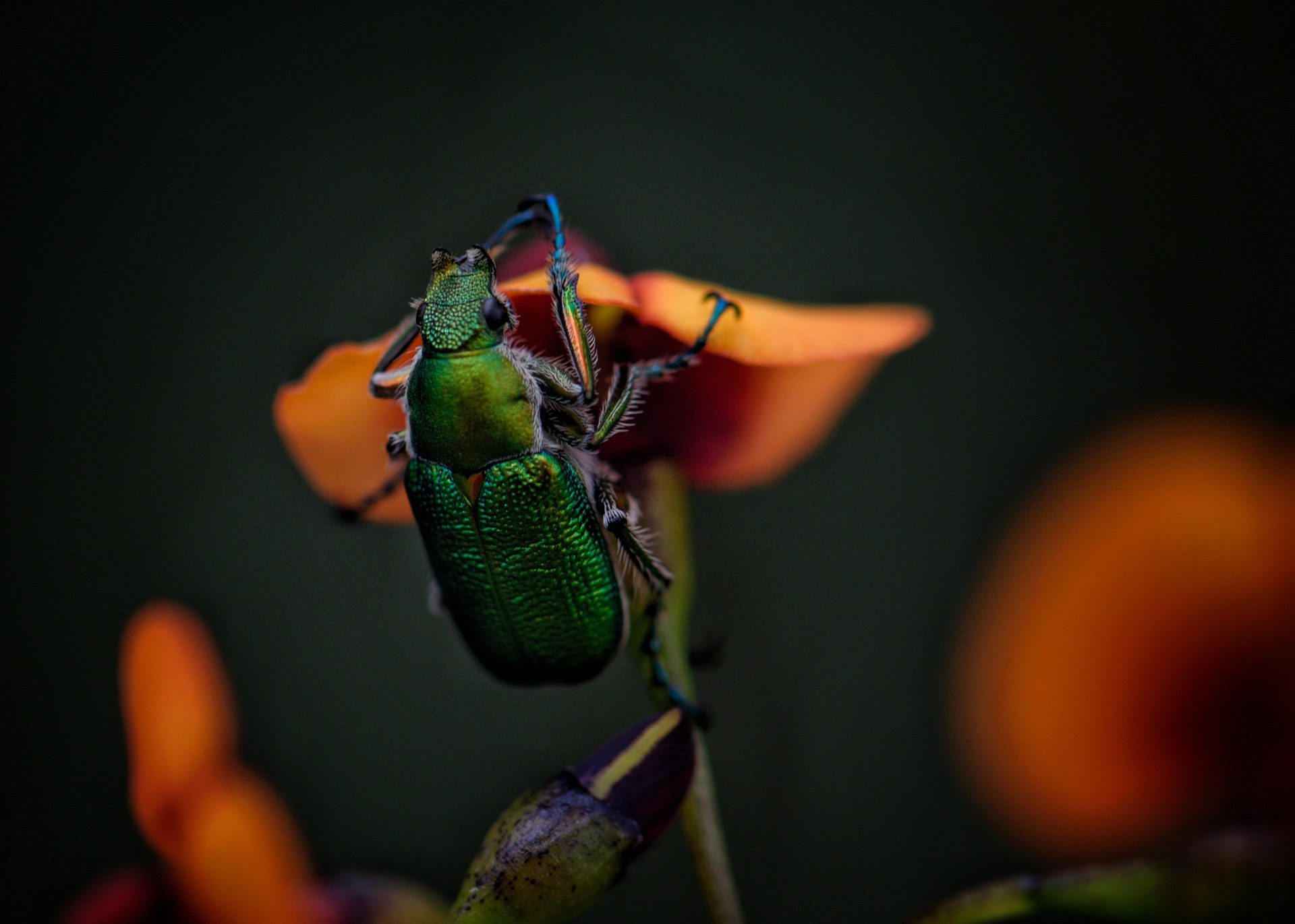 Jewel Beetle on Flower